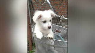 Ai yêu gia đình nhà tớ ko ạ? cunyeucuadua yeucho yeuchomeo cún cúncon chó chómèo chócon chókhôn yeuchomeo chócute pet dog dogsoftiktok