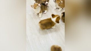 E nơi này rồi còn a nơi nào rồi ? corgi corgipuppy corgilove corgilove dog cún cúncon chócute pet chómèo AnNgonNauGon TikTokMaster2021