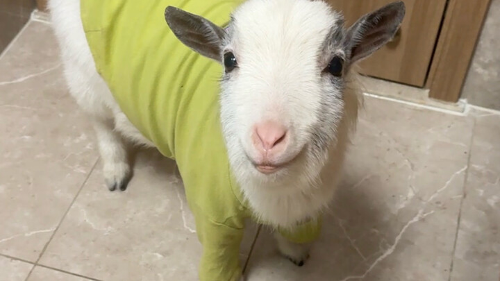 Teach the lamb to say Happy New Year in just one minute! Those who feel bad about their small red en