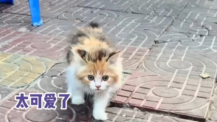 Kucing terus mengeluarkan suara, kata-kata ini sebenarnya dipikirkan seperti apa sih #kucing #memanj