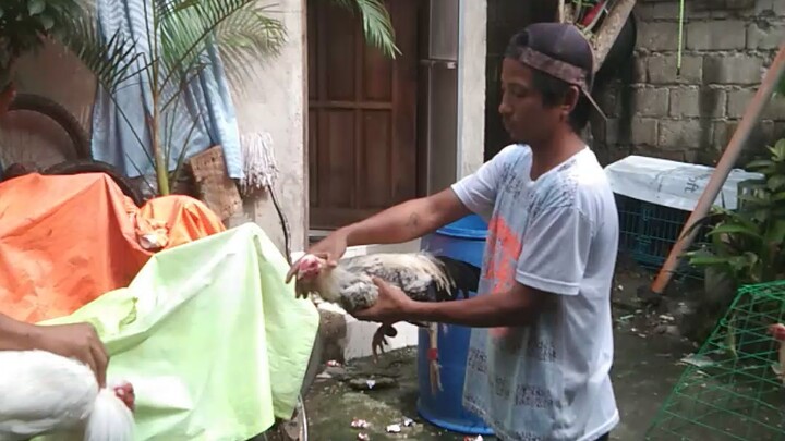 white hatch vs super kanawayon..