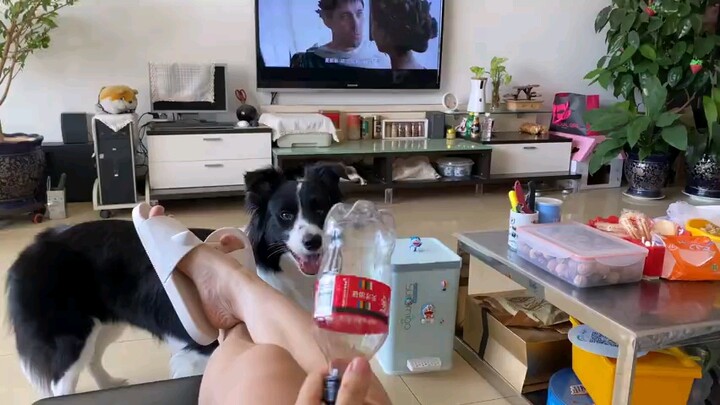 Anjing lebih cerdas daripada tuannya