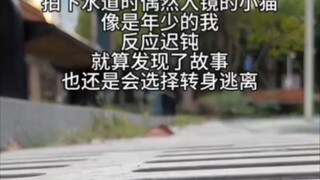 德式下水道小猫是吧