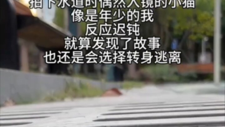 德式下水道小猫是吧
