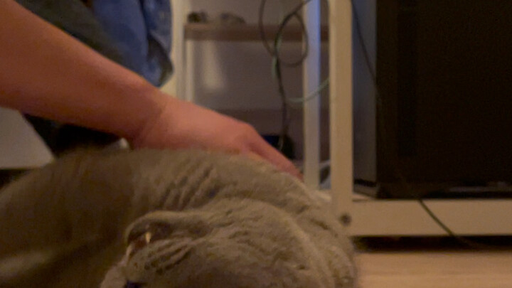The cat died suddenly of a heart attack and suddenly returned to the cat star