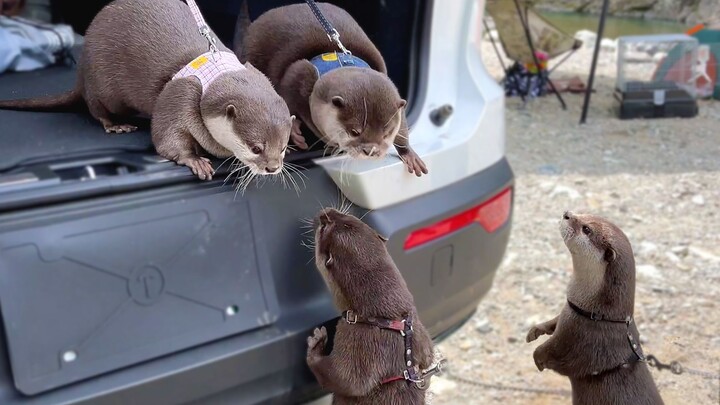 [Animal] Otters | Meeting New Friends