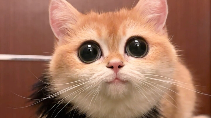 لحيتي قطتي بدأت تنمو!