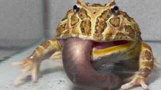 [Frogs] Pacman Frog Swallowing Loach | It's Still Alive In Its Belly