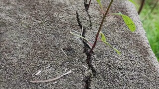 诚信分两种：1、对于诚信的人讲诚信2、对不诚信的人不能讲诚信