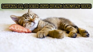 LAKUKAN INI ! 10 DETIK ANAK KUCING LANGSUNG TIDUR