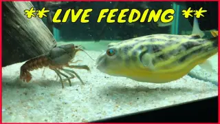 Aggressive Puffer Fish Feeding / Warning Live Feeding.