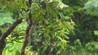 Nature's rhythm captured in slow motion