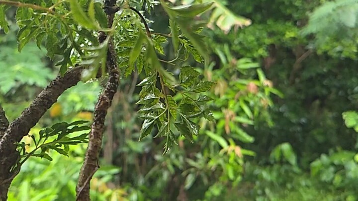 Nature's rhythm captured in slow motion