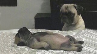 The FUNNIEST Animal 2024  make us HAPPY-  Funniest Cats and Dogs Videos 😺🐶