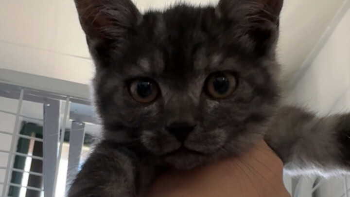 Found a cat in the hallway—it’s so people-dependent! It just wants to snuggle with me, and keeps meo