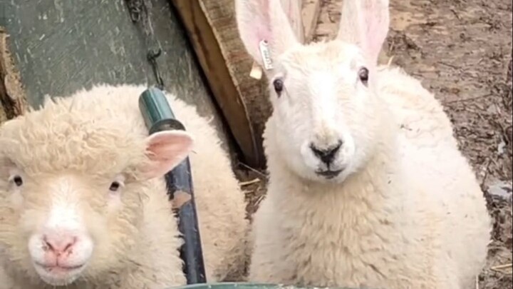 【Những khoảnh khắc hài hước của sinh vật trên Trái Đất #290】