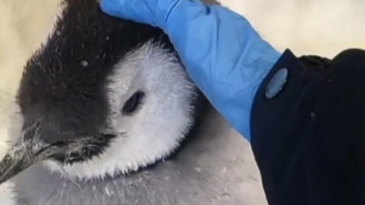 Can I touch you? (What does it feel like to touch a penguin?)