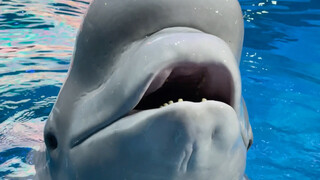 Saying that Xiao Hei is chubby actually made it mad!