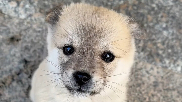 ลูกหมาที่ซื้อในตลาดนัดด้วยเงิน 20 หยวน