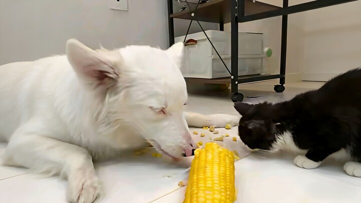 Why do Border Collies love kittens so much?! It feels like Border Collies are one of the few dog bre