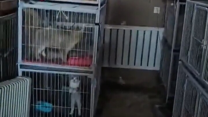Rumah Kucing Neraka