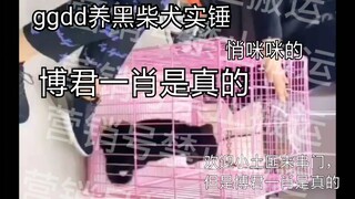 【博君一肖】（严重cp脑）