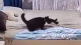 หลังจากที่แมวดำสอนบทเรียนแก่ลูกน้อยแล้ว เขาก็จัดผ้าปูที่นอนให้เรียบร้อยอีกด้วย