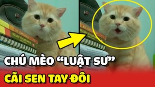 Chiếc mèo "LUẬT SƯ" ở nhà CÃI SEN không trượt phát nào 😂 | Yêu Lu