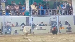 medyo magulo video🐓win tayo ngyn☺