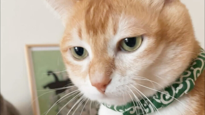 Mom, it’s okay to pet the cat’s chest, but don’t touch its tummy or crotch!