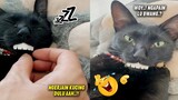 LUCU BANGET.!😂 Si Kucing Lagi Nyenyak Tidur, Malah Dikerjain Sama Majikannya ~ Video Kucing Lucu