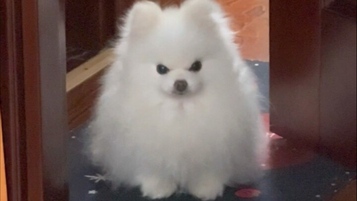 What are you staring at me for?