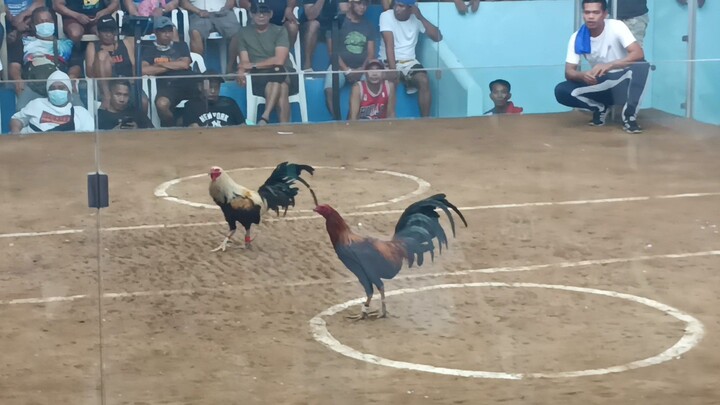 First Fight Alimbuyugin na si Mogli! #fyp