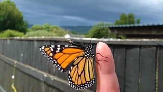 观察一只毛毛虫从结蛹到破茧成蝶，完成的一场华丽蜕变