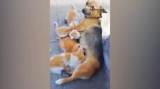 Funny Cats and Dogs Videos  Part 1