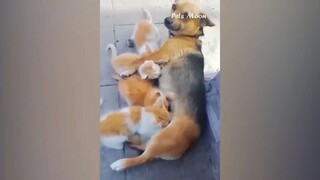 Funny Cats and Dogs Videos  Part 1