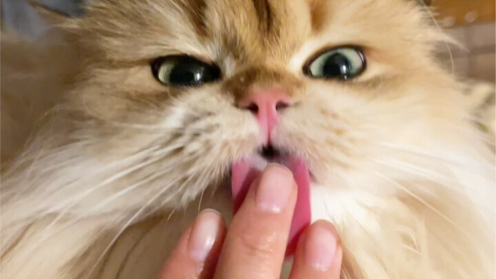 When you keep sticking your hand in while the cat is grooming itself, the cat thinks: "Will you ever