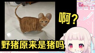 日本萝莉看《十二生肖有小猫就够了》才发现野猪原来也是猪