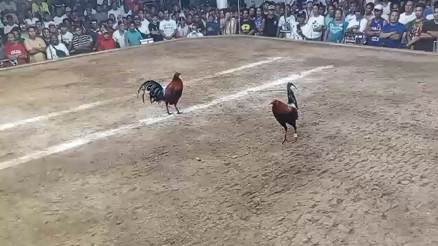 panalo mga ka manok
