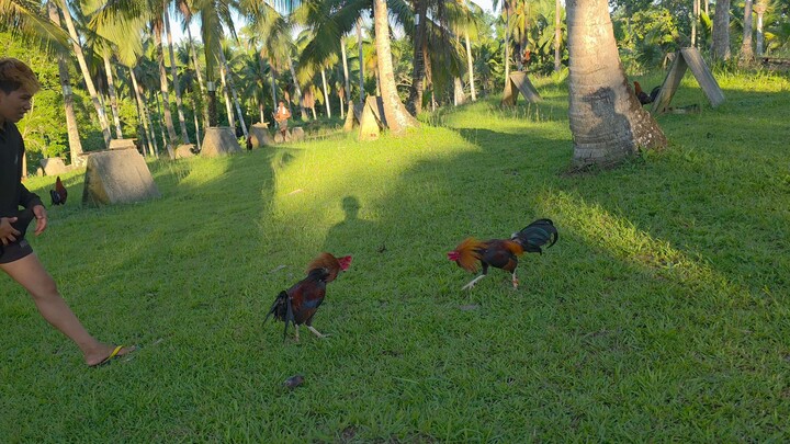 Earlybird