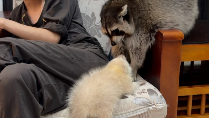 ههههههههه، قبل بضعة أشهر كان يوان باو مجرد فأر صغير، كم ينمو حيوان الراكون الصغير بسرعة!