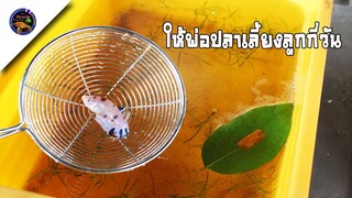 ให้พ่อปลากัดเลี้ยงลูกปลากี่วันถึงตักพ่อปลาออกสไตล์korattv