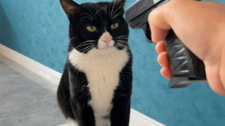 เมื่อฉันเอาปืนของเล่นจ่อใส่แมววัวนม