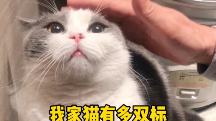 قطة مزدوجة المعايير القديمة