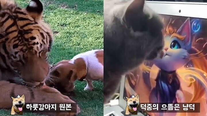 ปฏิกิริยาของเสือที่สูญเสียอาหารให้สุนัข Funny Animal meme