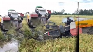 Máy Cắt Lúa KUBOTA DC 70 l Khai Xuân Đầu Năm 2022
