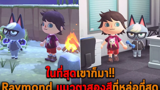 ในที่สุดเขาก็มา Raymond แมวตาสองสีที่หล่อที่สุด Animal Crossing