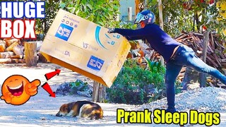 [Top Prank Video] Big Box vs Prank Sleeping Dog Very Funny Run Over