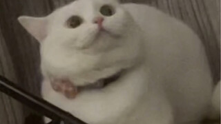 "On How My Cat Played 'Flight of the Bumblebee' on the Piano for Me in the Middle of the Night"