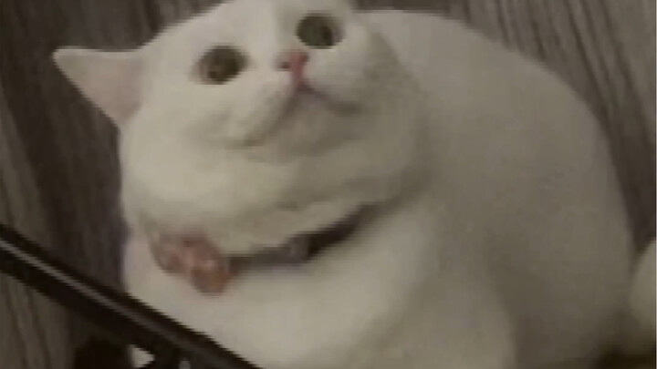 "On How My Cat Played 'Flight of the Bumblebee' on the Piano for Me in the Middle of the Night"